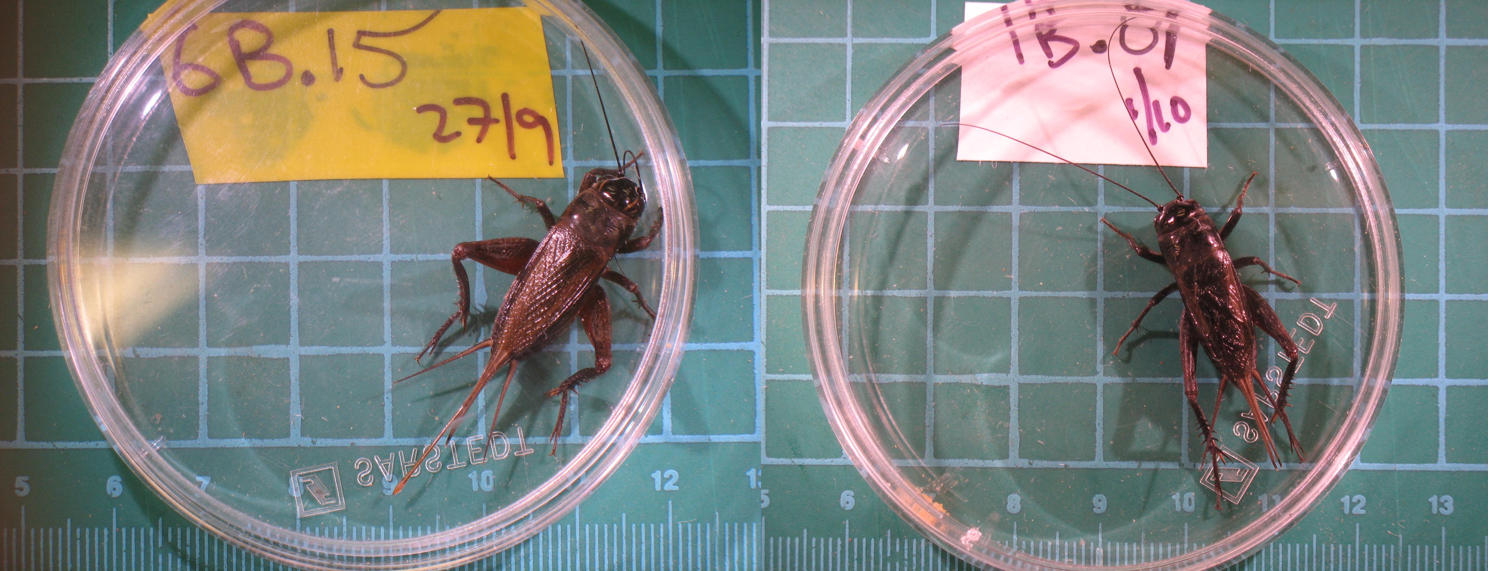 Male and female Teleogryllus commodus crickets