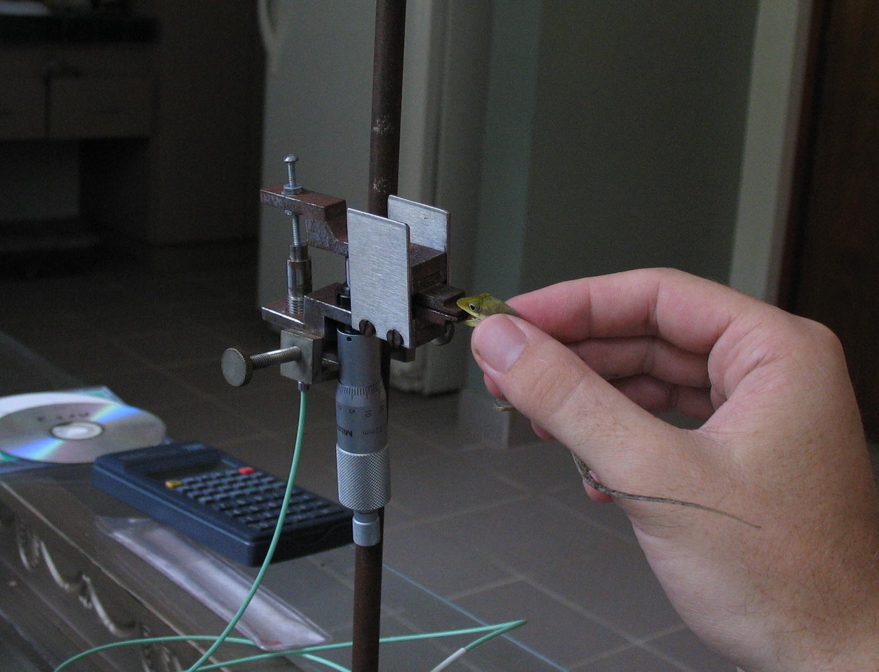 Measuring A. pulchellus bite force