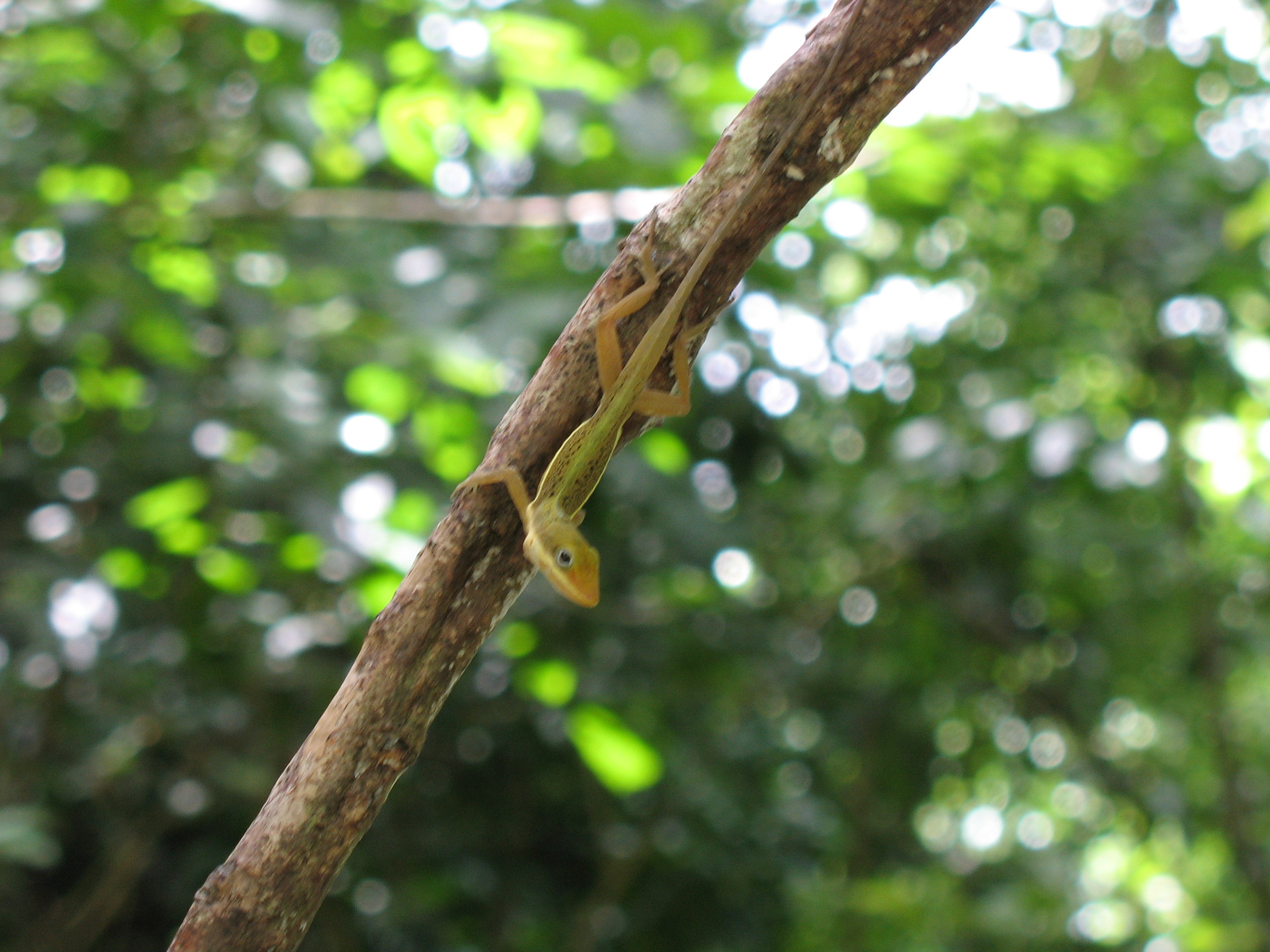 Anolis krugi, Puerto Rico